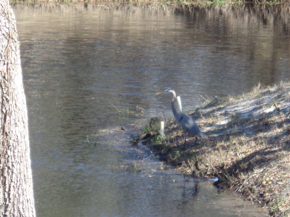 Relax and study the heron as they stalk along the water's edge for their daily meal...or bait your own hook and catch the fish before they do!