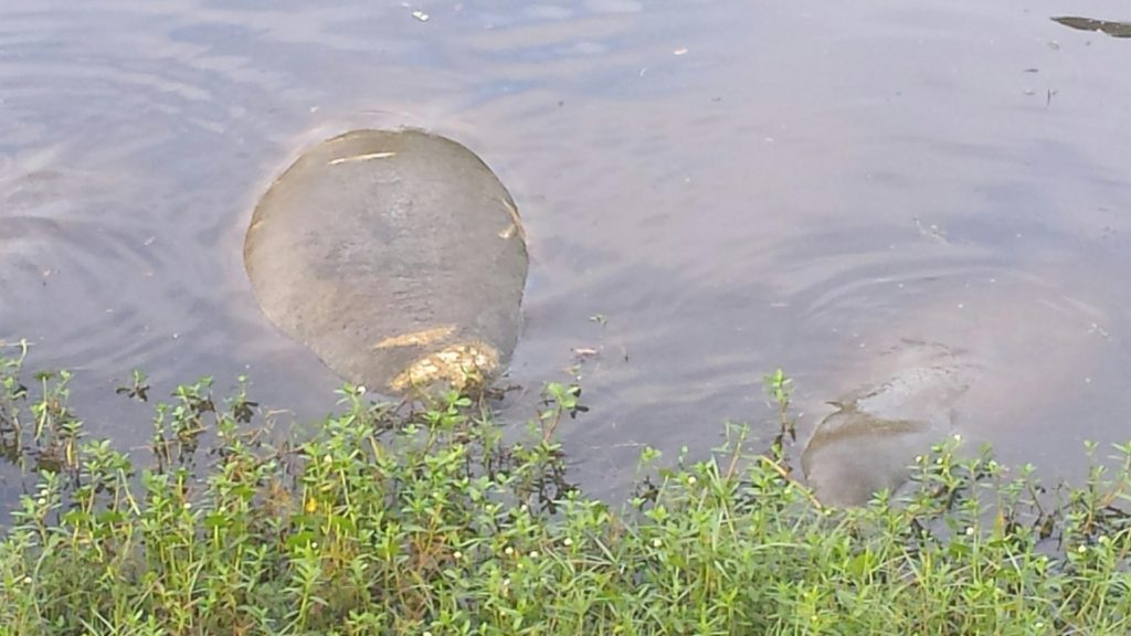 Park visitors often report sightings of the celebrated Florida manatees that commonly wander into our canals in search of food and warmer waters.